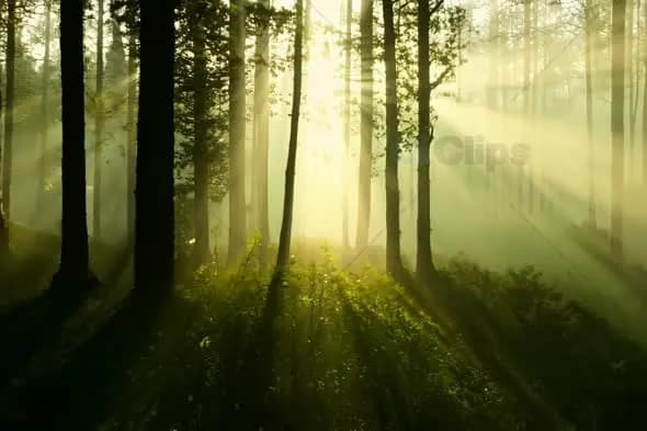 Mystical Morning Sunbeams Through Misty Forest