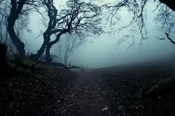 Misty Forest Path with Twisted Trees in Ethereal Blue Fog