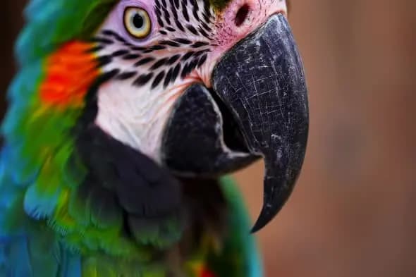 Vibrant Macaw Close-up Portrait with Detailed Beak and Feathers