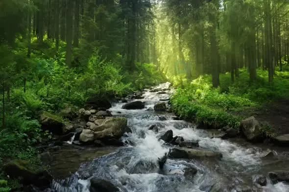 Sunlit Forest Stream Cascading Through Green Pine Woods