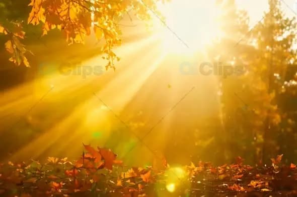 Golden Sunbeams Through Autumn Leaves at Sunset