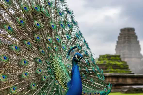 Regal Peacock at Ancient Temple