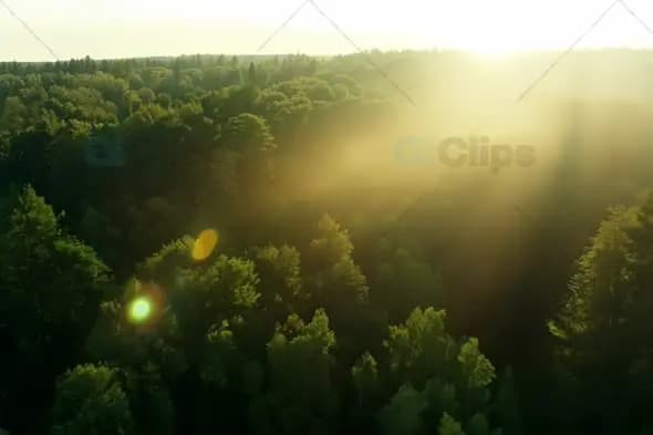 Ethereal Sunset Over Forest Canopy with Golden Lens Flare