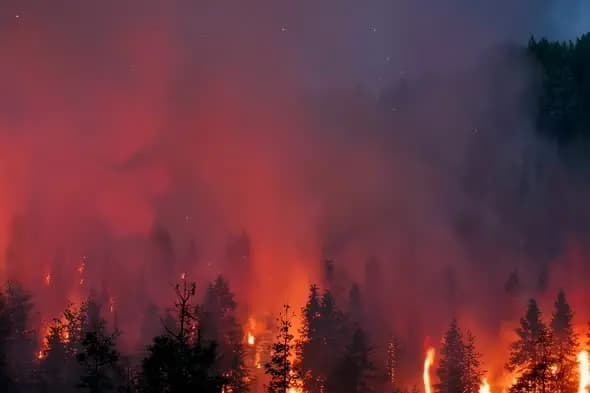 Intense Forest Wildfire with Glowing Flames at Night