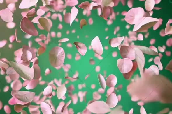 Pink Petals Floating on Green Background - Dynamic Motion Animation