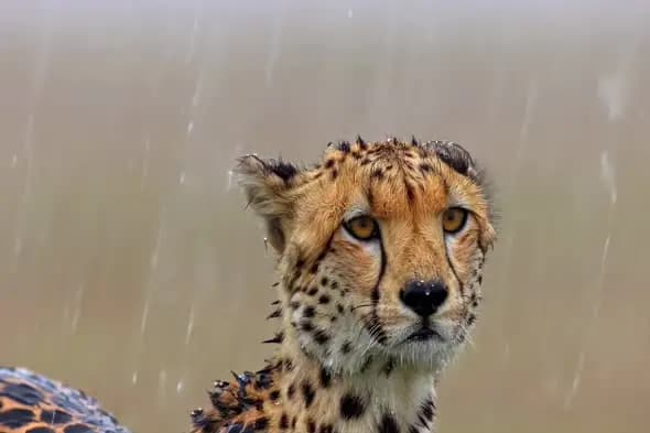 Cheetah Close-up Portrait in Rain with Intense Golden Eyes
