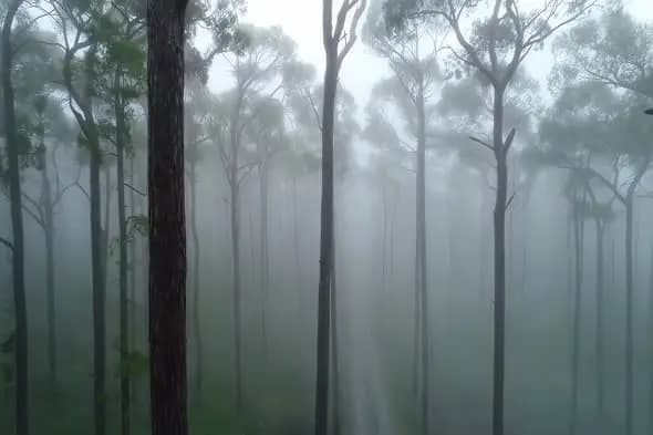 Misty Pine Forest in Morning Fog