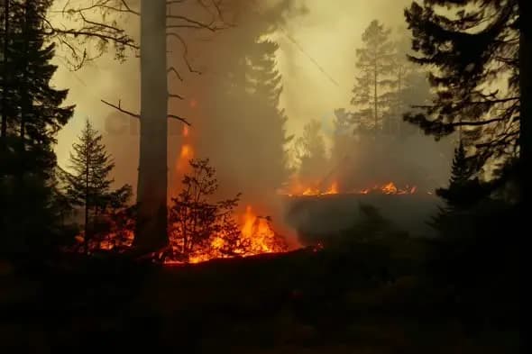 Raging Forest Fire Through Pine Trees at Dusk