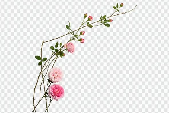Thorny Pink Rose Branch Corner Floral Element PNG
