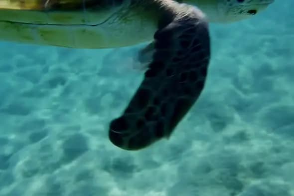 Sea Turtle Gliding Through Turquoise Ocean Waters