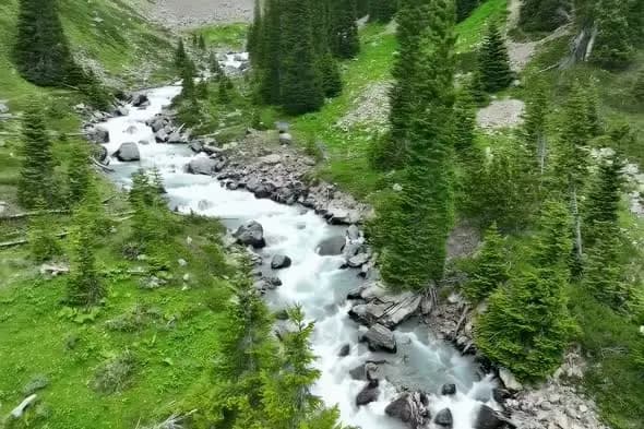 Rushing Mountain Stream Through Alpine Forest Landscape