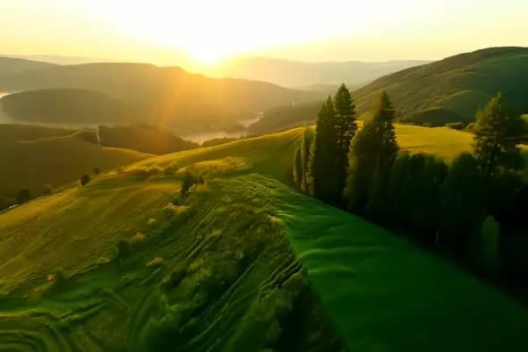 Golden Sunset Over Rolling Hills and Pine Forest Landscape