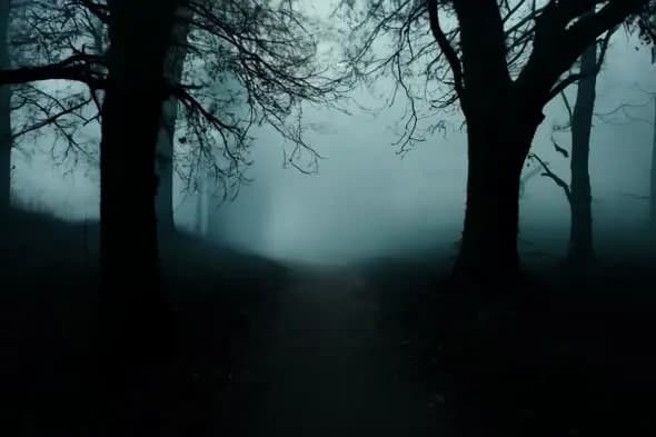 Misty Forest at Dawn with Silhouetted Trees