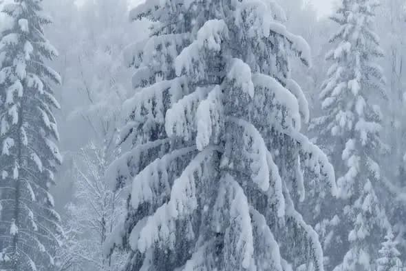 Snow-Laden Pine Trees in Heavy Winter Storm