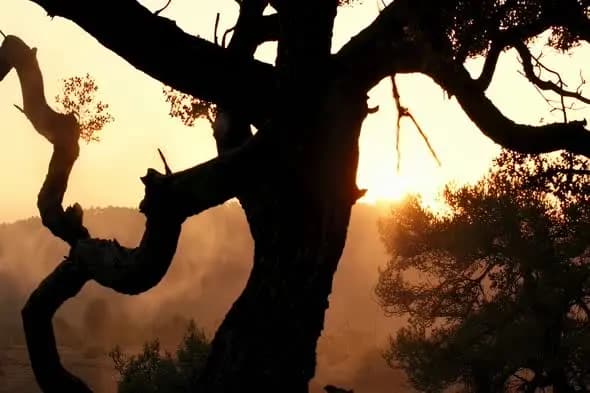 Twisted Tree Silhouette Against Golden Sunset in Mountains