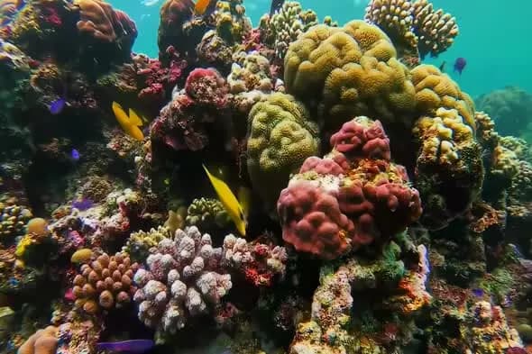 Vibrant Coral Reef Ecosystem with Tropical Fish in Turquoise Waters