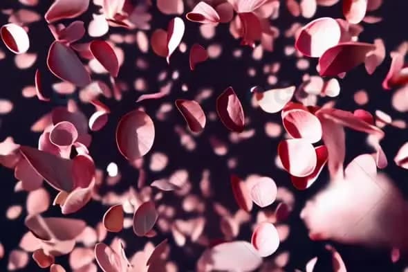 Floating Pink Rose Petals on Dark Background Motion Graphics