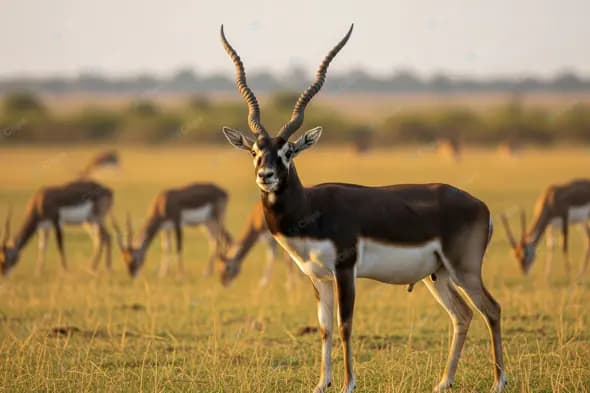 Majestic Blackbuck on Golden Savanna