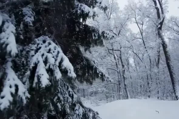 Snow-Covered Pine and Bare Trees in Ethereal Winter Forest