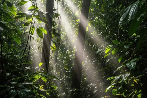 Ethereal Rainforest Sunbeams