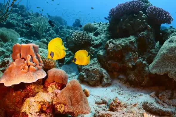 Vibrant Coral Reef with Yellow Butterfly Fish Swimming