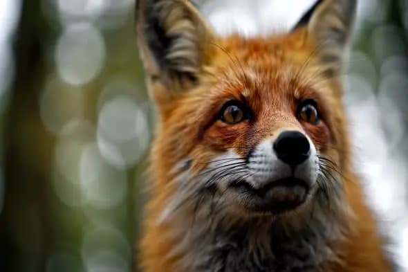 Red Fox Close-up Portrait with Bokeh Background