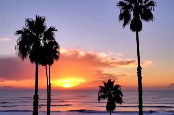 Coastal Palm Trees Silhouetted Against Vibrant Ocean Sunset