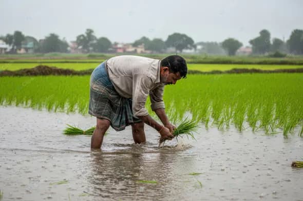 Traditional Rice Planting in Rural India