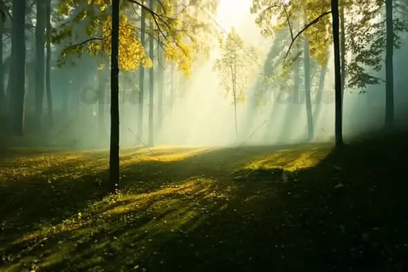 Mystical Sunbeams Through Misty Forest at Dawn