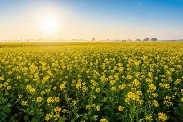 Vibrant Mustard Farm in Morning Light