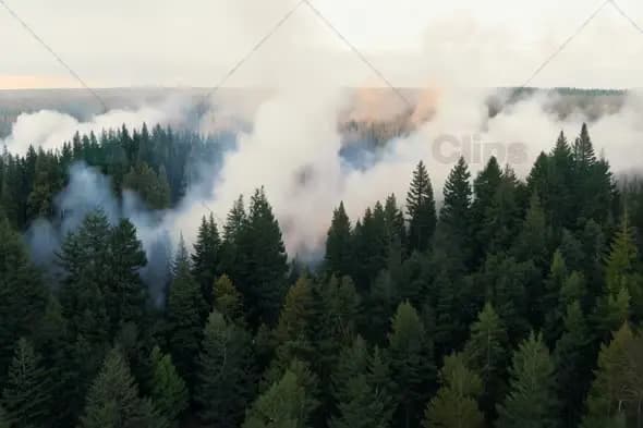 Misty Morning Fog Rolling Through Dense Pine Forest