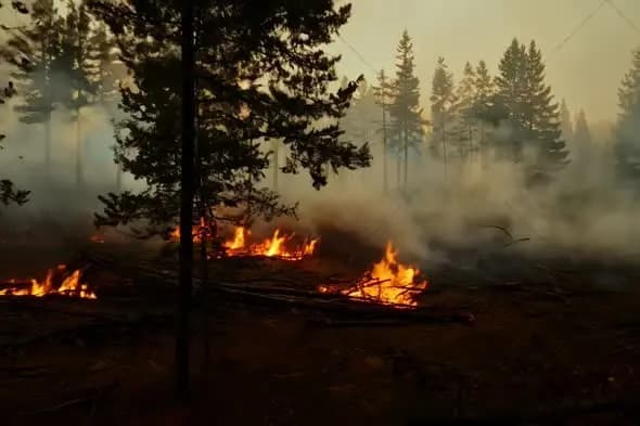 Forest Fire Burning Through Pine Woods in Misty Twilight