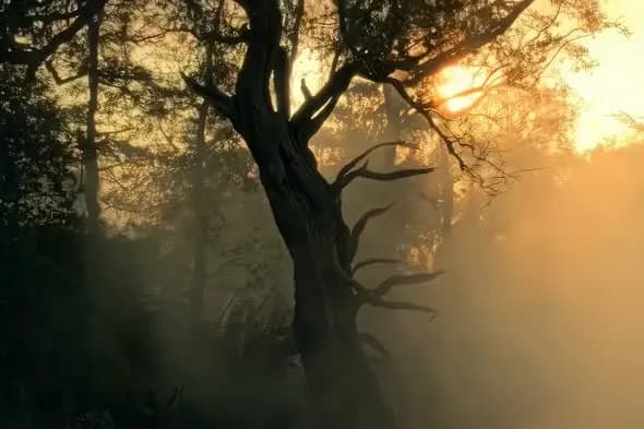 Mystical Ancient Tree Silhouette in Golden Misty Sunrise