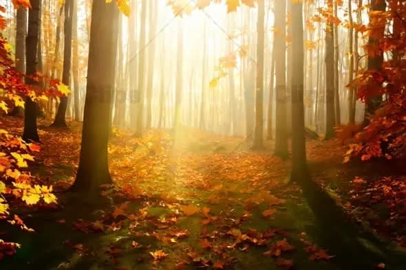 Misty Autumn Forest with Golden Sunbeams Through Trees