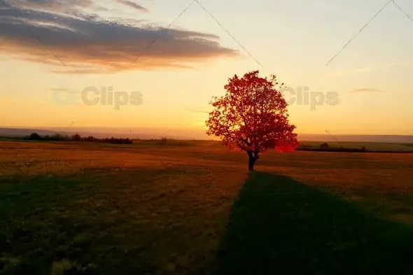 Solitary Autumn Tree Silhouetted Against Golden Sunset