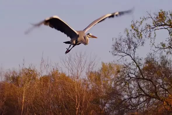 Majestic Grey Heron Soaring Over Autumn Forest