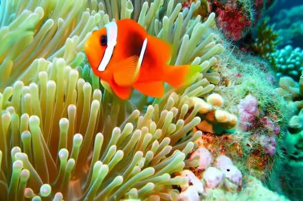 Vibrant Clownfish Swimming Through Sea Anemone in Coral Reef
