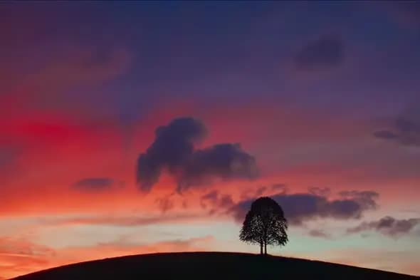Solitary Tree Silhouette Against Dramatic Sunset Sky