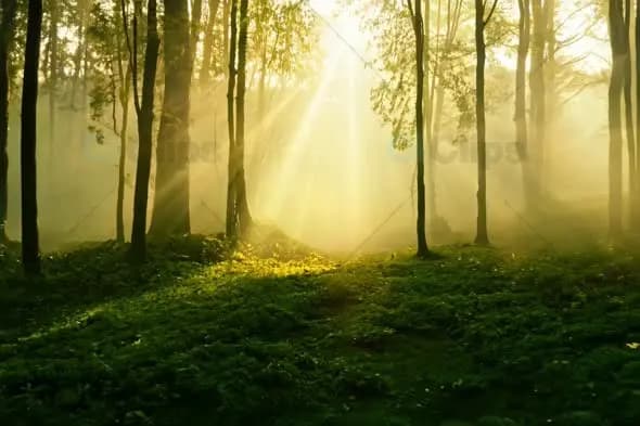 Ethereal Sunbeams Through Misty Forest at Dawn