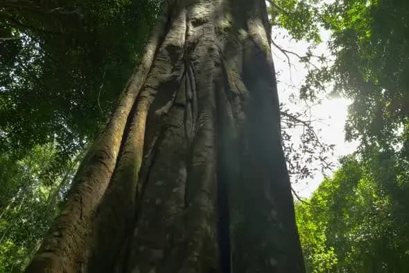Majestic Ancient Tree Trunk in Sunlit Forest