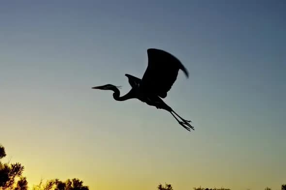 Heron Silhouette Soaring Against Sunset Sky