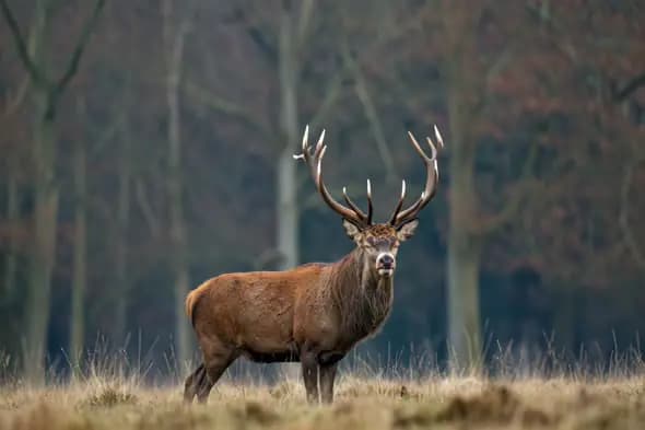 Regal Stag in Autumn Forest