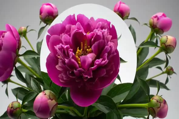 Blooming Magenta Flower Surrounded by Buds on Minimal Grey Background