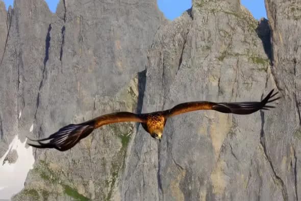 Majestic Eagle Soaring Through Rugged Mountain Landscape