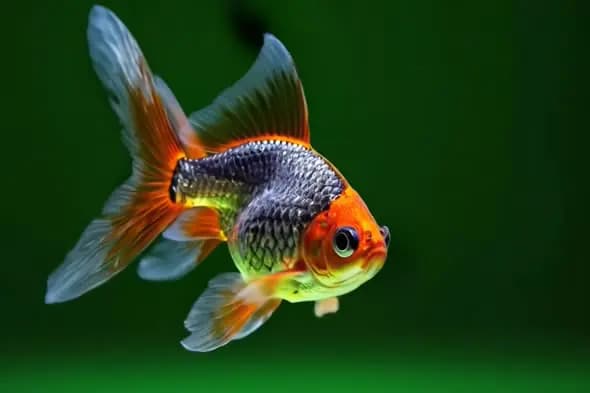 Vibrant Goldfish in Emerald Waters