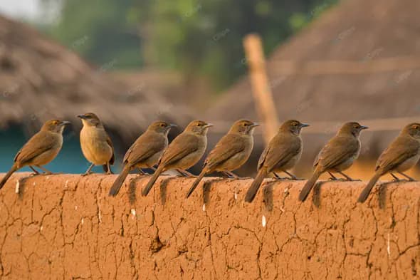 Songbirds on Adobe Wall