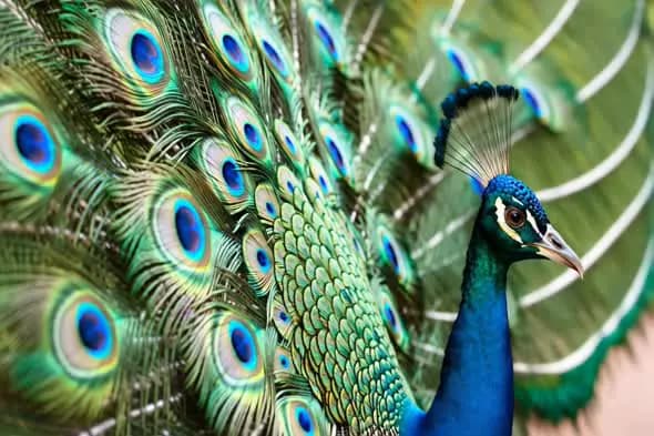 Peacock Display in Nature