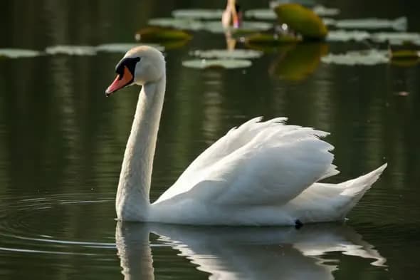 Graceful White Swan Gliding Through Tranquil Pond with Lilies