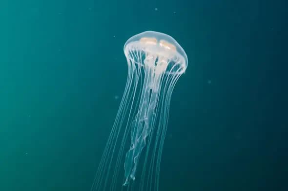 Luminous Jellyfish in Turquoise Waters