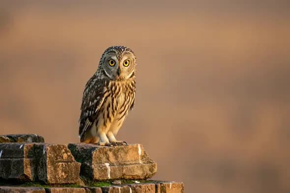 Owl Perched on Ancient Brick Wall at Golden Hour